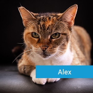 Alex, a veterinary patient at Primary Care Animal Hospital in Long Beach, CA