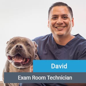 David, veterinary team member at Primary Care Animal Hospital in Long Beach