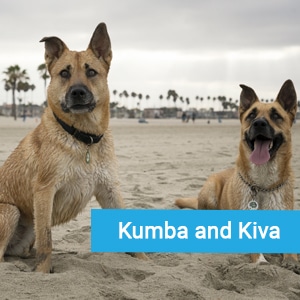 Kumba and Kiva, beloved pets at Primary Care Animal Hospital in Long Beach, CA