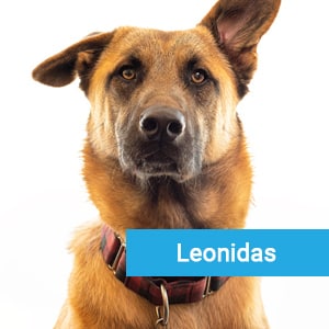 Leonidas, a pet patient at Primary Care Animal Hospital veterinary care Long Beach, CA