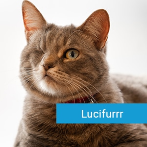 Lucifurrr, a cat patient at Primary Care Animal Hospital in Long Beach, CA