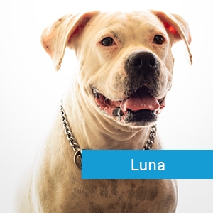 Luna, a pet patient at Primary Care Animal Hospital in Long Beach, CA