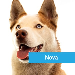 Nova, a happy animal patient at Primary Care Animal Hospital in Long Beach, CA