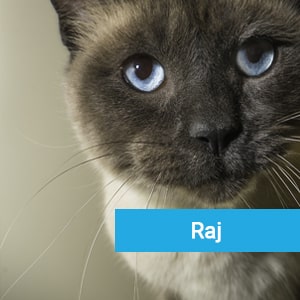 Raj, a pet patient receiving quality veterinary care at Primary Care Animal Hospital Long Beach