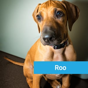 Roo, a happy pet patient at Primary Care Animal Hospital in Long Beach, CA