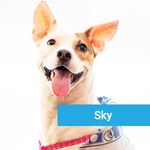 Sky, a happy animal patient at Primary Care Animal Hospital in Long Beach, CA