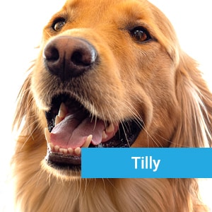 Tilly, a beloved pet patient receiving veterinary care at Primary Care Animal Hospital Long Beach