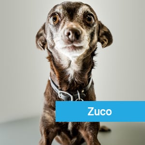 Zuco, a happy pet patient at Primary Care Animal Hospital in Long Beach, CA