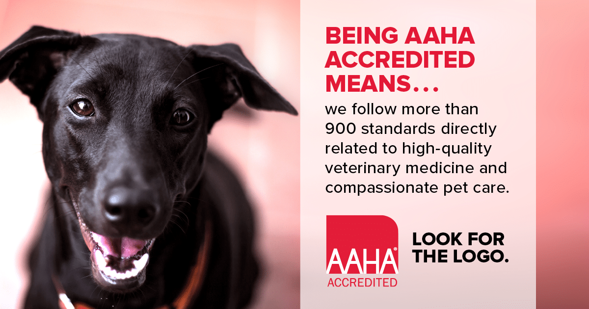 Aaha with dog