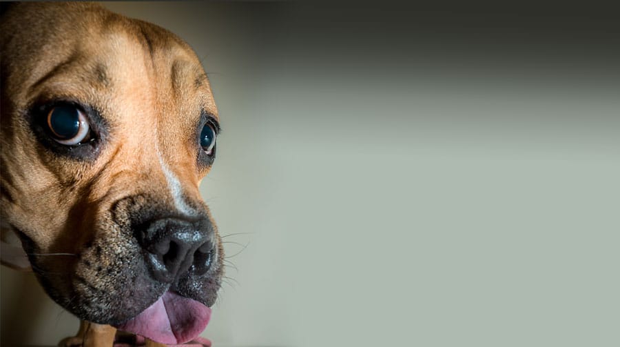 Advanced veterinary diagnostic equipment at Primary Care Animal Hospital in Long Beach