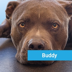 Buddy, a happy pet patient at Primary Care Animal Hospital in Long Beach, CA