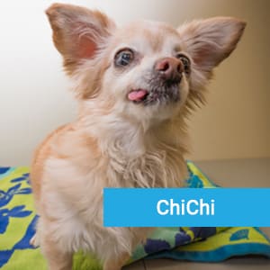 ChiChi, a pet patient receiving compassionate veterinary care in Long Beach, CA