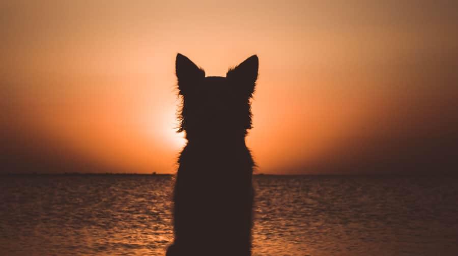 Compassionate end-of-life care for pets at Primary Care Animal Hospital in Long Beach