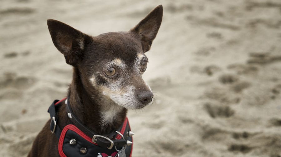 Veterinarian providing geriatric care for a senior pet at Primary Care Animal Hospital