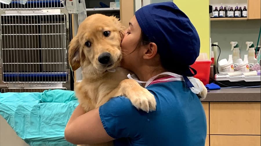 Urgent care veterinary services for pets at Primary Care Animal Hospital, Long Beach CA
